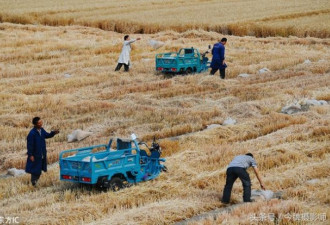 全球最贵麦子 北京最贵麦田开始收割