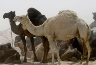 沙特驱逐所有卡塔尔骆驼，这招可惹毛了卡塔尔