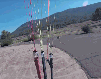 澳洲男子乘滑翔伞降落瞬间 突然被袋鼠胖揍一顿