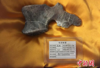 重庆现世界级恐龙化石群 填补恐龙时空分布空白