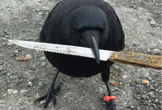 温哥华的乌鸦出名了 偷食麦当劳一句不和动刀子