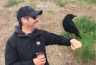 温哥华的乌鸦出名了 偷食麦当劳一句不和动刀子