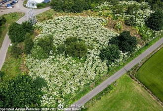 慎入剧毒植物英国疯长蔓延人体碰一下会成这样