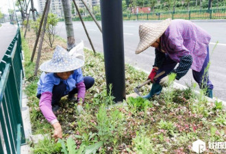 大妈坐拥杭州四套房仍打工 烈日下拔草吃饭