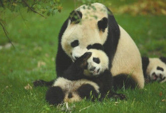 29岁大熊猫“娅娅”因身体状况 退休回成都养老