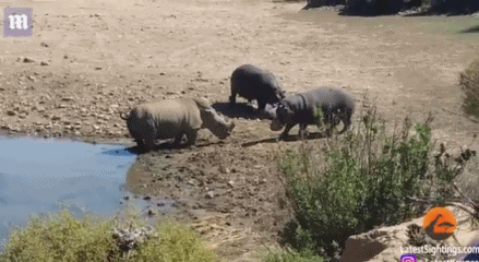 南非无角犀牛为争夺水源被河马按到水里淹死
