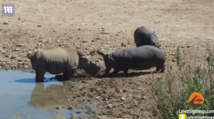 南非无角犀牛为争夺水源被河马按到水里淹死