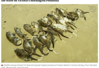 澳大利亚海滩惊见逾百只负鼠尸体 被热死渴死