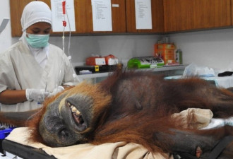 印尼红毛猩猩遭空气枪射74发受重伤 大难不死