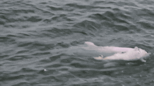 香港女孩：白海豚背着死去的宝宝 海上漂了7天