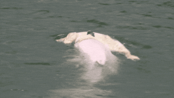 香港女孩：白海豚背着死去的宝宝 海上漂了7天