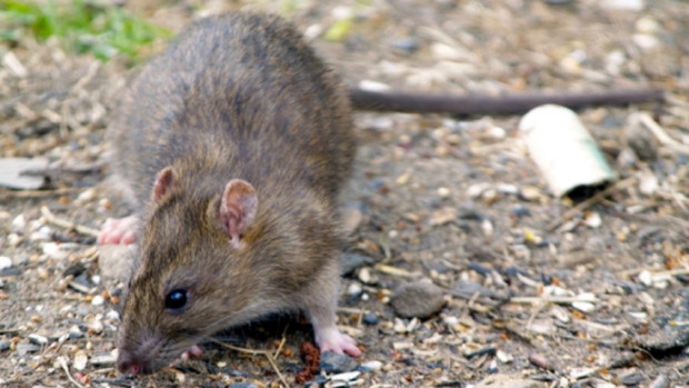 Rats in the Danforth and Woodbine area are chewing through recycling bins, nesting in cars and drowning in toilet bowls, leaving longtime residents wondering what prompted the infestation.