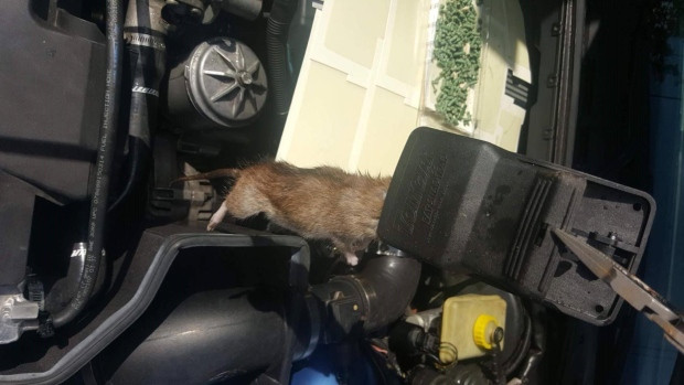 Rat trap