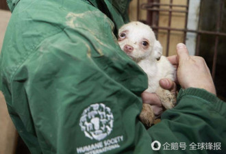 能不能吃狗肉?狗肉消费大国韩国数据给你答案