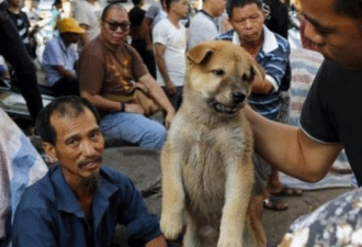 能不能吃狗肉?狗肉消费大国韩国数据给你答案