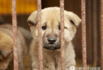 能不能吃狗肉?狗肉消费大国韩国数据给你答案
