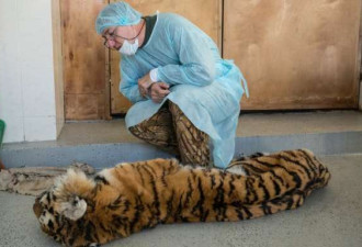 一只老虎中了偷猎者的圈套 咬烂爪子逃生 死了