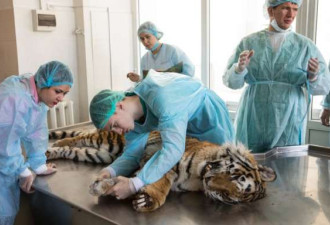 一只老虎中了偷猎者的圈套 咬烂爪子逃生 死了