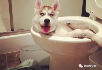 热帖:其实你造么，汪星人也有脑子进水的时刻