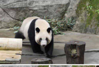 民进党议员叫嚣:引进熊猫不能被矮化为国内运送