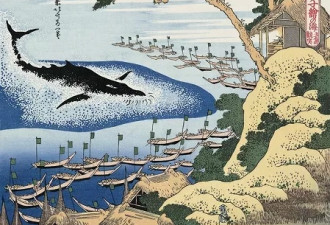 日本为什么宁犯众怒也要重启捕鲸？背后原因是