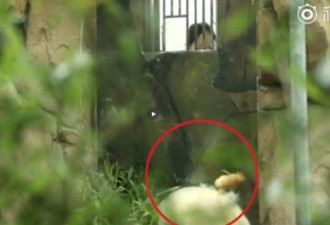 成都动物园被爆虐待29岁高龄大熊猫　
