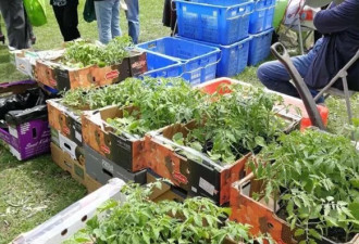 2019多伦多花草节来了！上千花苗和工具免费送
