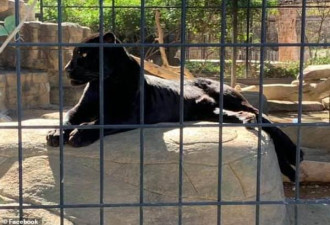 女游客动物园内被美洲豹抓伤，管理者却称活该