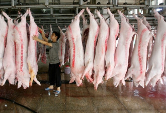 加拿大开始反击？CFIA宣布禁止进口中国猪肉