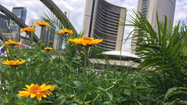 City councillors will focus on the environment Tuesday afternoon as they debate TransformTO, an ambitious plan to tackle climate change.