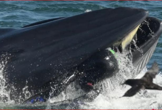 遭鲸鱼误认为食物被活吞 两秒后被毫发无损吐出