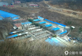 美女救助流浪狗10年 样子看起来老20岁