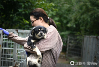 美女救助流浪狗10年 样子看起来老20岁