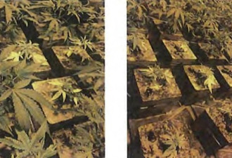 加州破获7处非法大麻种植场，逮捕3名中国人