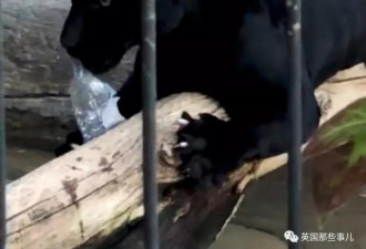 游客私翻护栏被虎咬到 动物园：虎不用以死谢罪