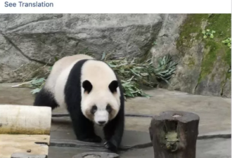 台胞两会提案 高雄观光局证实大陆将赠大熊猫