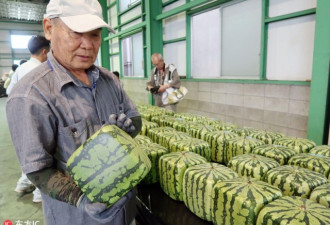日本天价方形西瓜上市 每个售价超过90美元