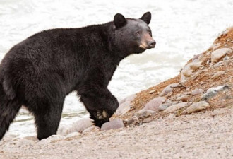 班夫的熊：加拿大摄影师捕捉的 “熊时刻”