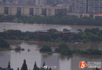 湖南暴雨现“猪坚强”：趴在石头上躲洪水