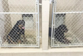 2只宠物犬刨洞逃出围栏，咬死1岁男孩被安乐死