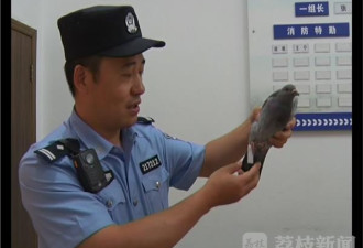 男子借飞鸽传书求爱 半路下雨鸽子迫降