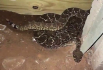 德州屋主：我家有蛇！警察竟捕获45条响尾蛇！