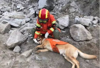 灾难中你见识了搜救犬的壮年 你可知它们的暮年