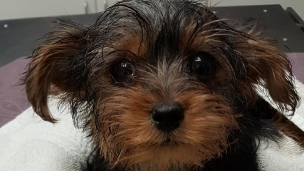 This three-month old Yorkshire Terrier was found alive on Tuesday in a garbage can near Lawrence and Dufferin.