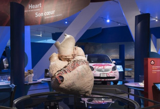 加拿大博物馆展200公斤蓝鲸心脏标本 堪比轿车