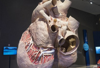 加拿大博物馆展200公斤蓝鲸心脏标本 堪比轿车