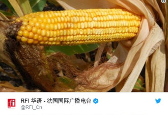 中美贸易战下 北京大手笔购进美国玉米引惊讶