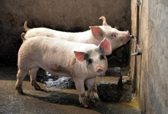 非洲猪瘟蔓延 中国大规模宰杀生猪  猪肉大减