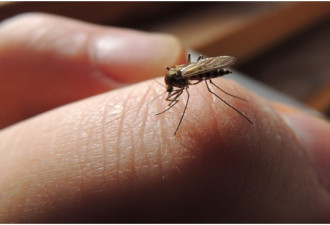 雨水太多，多伦多今夏蚊子比往年激增1600%