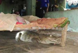 印度农夫半夜被吵醒，惊觉鳄鱼趴在婴儿床下！